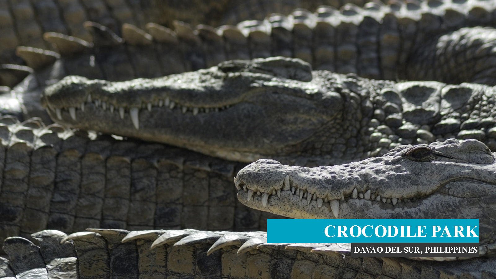 CrocodilePark.png
