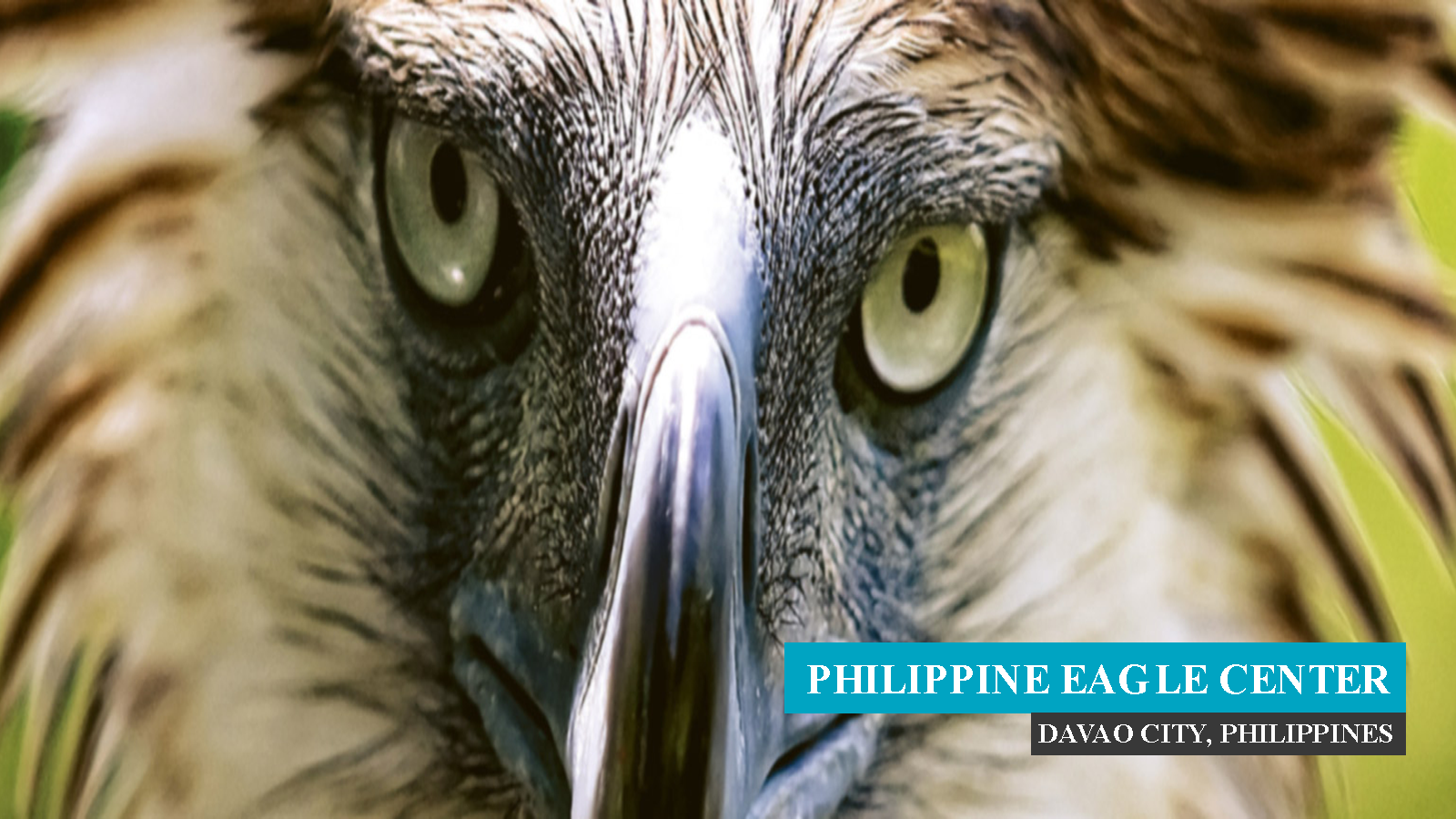 PhilippineEagle.png